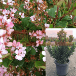 Rhaphiolepis Indica Bay Breeze 5 Gallon Indian Hawthorn Shrubs Flower Mr7 Live Plant