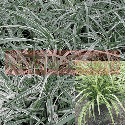 Liriope Spicata Silver Dragon 1 Gallon Creeping Lilyturf Creeping Grass Outdoor Live Plant Hmr7