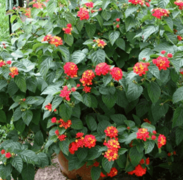 Lantana Radiation Orange Red Plant Lantana Radiation Yellow Red Orange Plant Lantana Camara Hybrids 5 Gallon Live Plant Ht7 Best