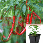 Pepper Chile De Arbol Peppers Red Plant Pico Pajaro Bird Beak Cola Rata 1 Gallon Tree Chili Live Plant Ht7 Best