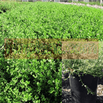 Baccharis Pigeon Point 5 Gallon Dwarf Coyote Bush Pilularis Coy Live
