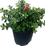 Escallonia Newport Dwarf 5Gallon Pink Princess Escal Plant Outdoor Live Plant Gr7