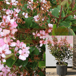 Rhaph Rubra Compacta 5 Gallon Rhap Plant Rhaphiolepis Indian Hawthorn Ruby Outdoor Live Plant Fr7