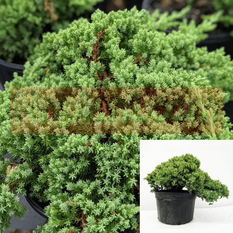 Juniperus Proc Nana 1Gallon Plant Japanese Chinensis Groundcover Live Plant Gr7