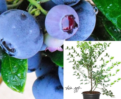 Blueberry Misty Southern Grafted Fruting 5 Gallon Highbush Plant Fruit Tree Live Plant Best Dht7