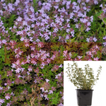 Thymus Serpyllum Mauve 4Inches Creeping Thyme Plant Wild Mother Outdoor Live Plant Ht7