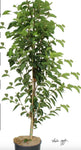 Cherry Sweetheart On Mazzard 5 Gallon Grafted Fruting Prunus Avium Plant Outdoor Fruit Tree Live Plant Best Dht7