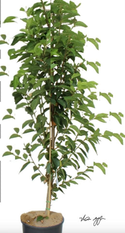 Cherry Sweetheart On Mazzard 5Gallon Grafted Fruting Prunus Avium Plant Outdoor Fruit Tree Live Plant Best Dht7