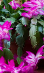 Christmas Cactus Zygocactus Purple 4Inches Plant Pot Schlumbergera Bridgesii. flower Ht7 Best GIFT