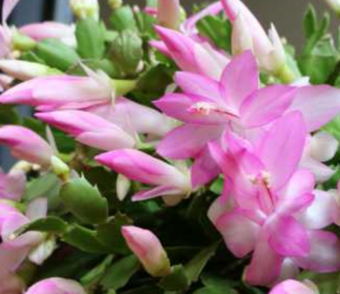 Christmas Cactus Zygocactus Light Pink Plant 4inches Pot Schlumbergera Bridgesii Succulent Drought Tolerant Live Plant ht7