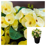 Euphorbia Milii Crown Of Thorns Yellow Plant Christ Christ'S Thorn Live Plant Ht7 4 Inches pot