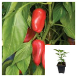 Pepper Mini Poivrons Doux 4Inches Potplant Frying Plant Capsicum Annuum Aconcagua Live Plant Ht7
