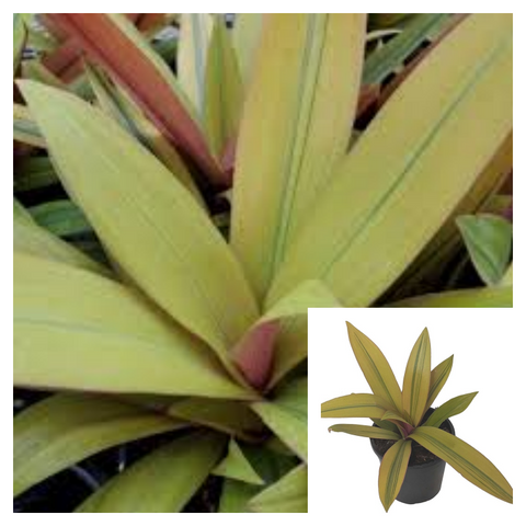 Rhoeo Amber Wave 4Inches Pot Moses In The Cradle Plant Boat Lily Tradescantia Spathacea Live Plant Ht7