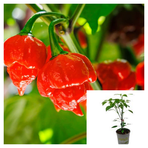 Scorpion Pepper 1 Gallon Trinidad Plant Capsicum Chinense Live Plant Chili Veggies