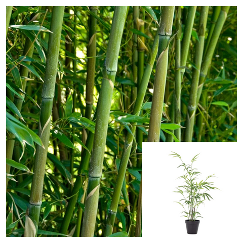 Green Glaucous Bamboo Plant 1 Gallon Asian Chinese Phyllostachys Viridiglaucescens Tree Live Plant Best ht7