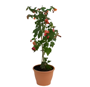 Abutilon Lantern Orange 1 Gallon Plant Abutilon Wonderful Pot Include Redvein Plant Abutilon Live Ht7