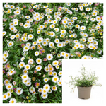 Erigeron Karvinskianus 10Packs Of 1Quart Plants Mexican Fleabane Live Plant Outdoor Mr7A