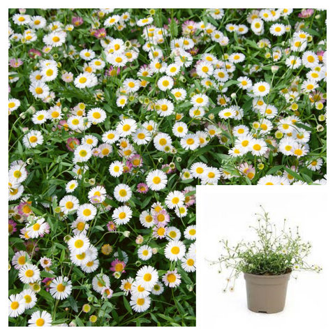 Erigeron Karvinskianus 10Packs Of 1Quart Plants Mexican Fleabane Live Plant Outdoor Mr7A