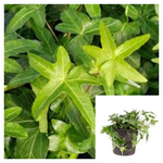 Hedera Helix Asterisk 4 inches Pot Plant English Ivy Plant Asterisk Ivy Live Plant Ht7 Best