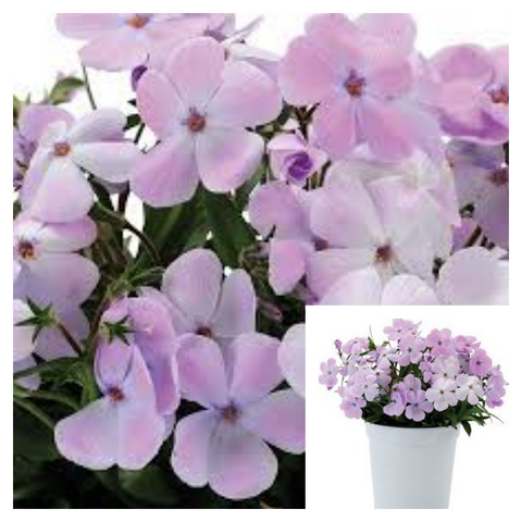 Phlox Woodlander Lavender 4Iches Pot Plant Lilac Wild Sweet William Live Plant Ht7