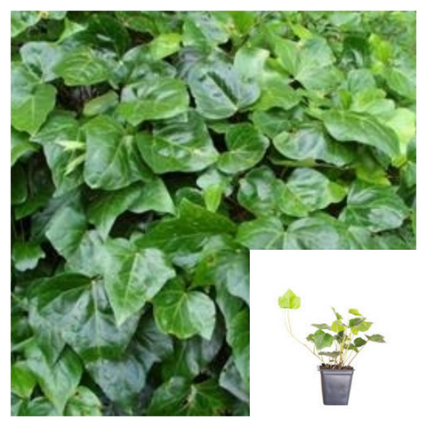 Hedera Canariensis 4Inches Canary Island Ivy Plant Madeira Live Plant Ht7