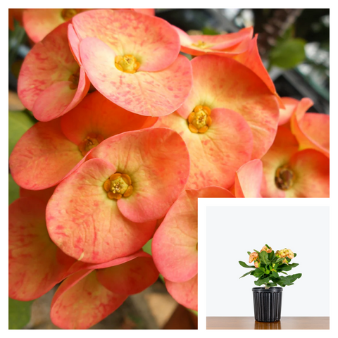 Euphorbia Milii Crown Of Thorns Orange Plant Christ Christ'S Thorn Live Plant Ht7 6 Inches pot