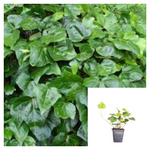 Hedera Canariensis Staked Plant Algerian Ivy 1 Gallon Live Plant Ht7 Mr7 Groundcover Wall cover Ht7