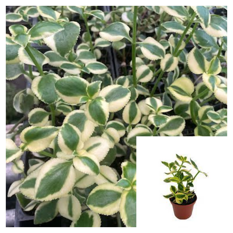 Crassula Sarmentosa Variegated 12Pack Of 2In Plant Showy Trailing Jede Jade Live Plant Ht7 Best