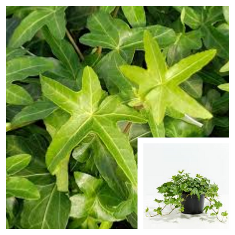 Hedera Helix Asterisk 1 Gallon Pot Plant English Ivy Plant Asterisk Ivy Live Plant Ht7 Best