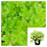 Heuchera Lime Rickey 1Gallon Pot Coral Bells Grass Alum Root Blanket Flower Perennials Live Plant Gg7