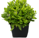 Aster Kicking Purple 10Packs Of 1 Quart Plants Kickin Compact Live Plant Outdoor Mr7