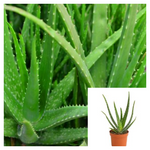 Aloe Vera 4Inches Plant Common Type Thick Juicy Edible Barbadensis Miller Succulent Live Plant Ht7