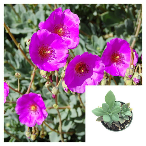 Calandrina E Grandiflora 4 Inches Plant Rock Purslane Pink Calandrinia Spectabilis Outdoor Ground Cover Live Plant