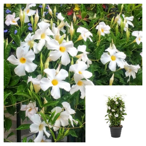 Mandevilla White 5 Gallon Plant Allamanda Violacea Flower Live Plant Ht7