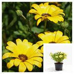 Dimorphotheca Sinuata Yellow 1Gallon Plant African Daisy Glandular Cape Marigold Live Plant Ht7