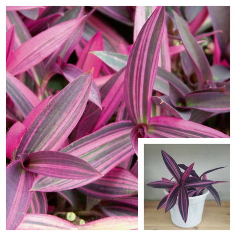 Purple Heart Variegated 4 Inches Pot Tradescantia Pallida Purpurea Variegata Plant Secretia Live Plant