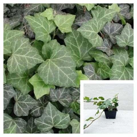 Hedera helix Baltica 4Inches Pot Plant English Ivy Plant Baltic Ivy Plant Algerian Ivy Ht7 Best