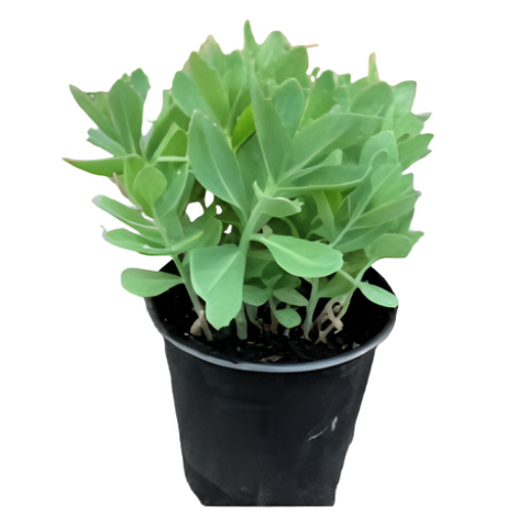 Hylotelephium Telephium 4Inches Plant Orpine Stonecrop Houseplant succulent Live Plant Ht7