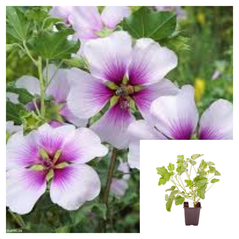 Lavatera Bicolor Purple Plant Maritima Tree Mallow 4Inches Live Plant Outdoor Shrub Ht7