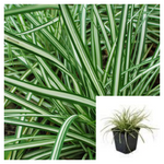 Carex Ornithopoda 4Inches Bird'S Foot Sedge Plant Grasses ground covering Live Plant Ht7