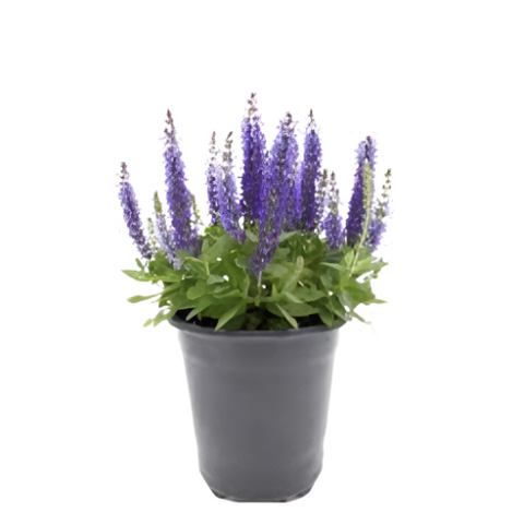 Salvia Blue 4Inches Pot HouseLive Plant Inflorescence: Bristly Hairy Racemes Of Multiple Purplish Live Plant Plamnt Ht7