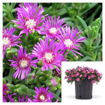 Ice Plant pink 4Imches Delosperma Rosea iceplant Live Plant Ground cover Ht7