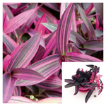 Purple Heart Variegated 6 Inches Pot Tradescantia Pallida Purpurea Variegata Plant Secretia Live Plant