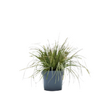 Carex Ornithopoda 1 Gallon Bird'S Foot Sedge Plant Grasses Live Plant Ht7