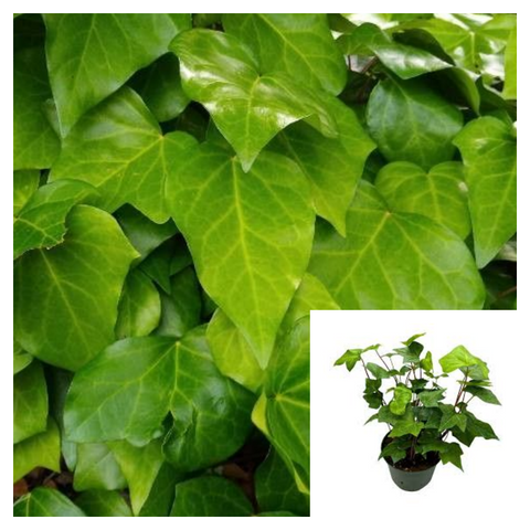 Hedera Canariensis 1 Gallon Plant Canary Island Ivy Plant Coney Island Ivy Plant Algerian Ivy Live Plant Ht7