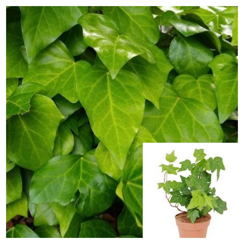 Hedera Canariensis 4 Inches Plant Canary Island Ivy Plant Coney Island Ivy Plant Algerian Ivy Live Plant Ht7