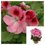 Geranium Rose Bicolor Cherry 1 Gallon Elegance Plant Martha Washington Live Plant Ht7