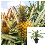Pineapple Bromeliad 2 Gallon Ananas Comosus Plant Live Plant Ht7