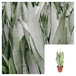 Snake Silver Plant 1216Inches Tall 1 Gallon Sansevieria Moonshine Live Plant Ht7