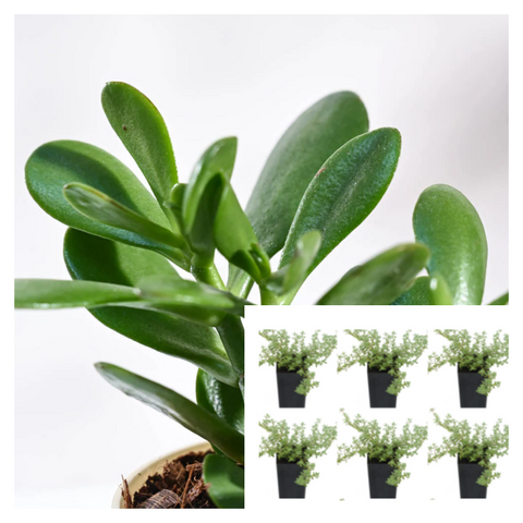 Crassula Ovata Plant Jade Money Tree Kerky Bush succulent Ht7 Best 6pks Of 2" Pot